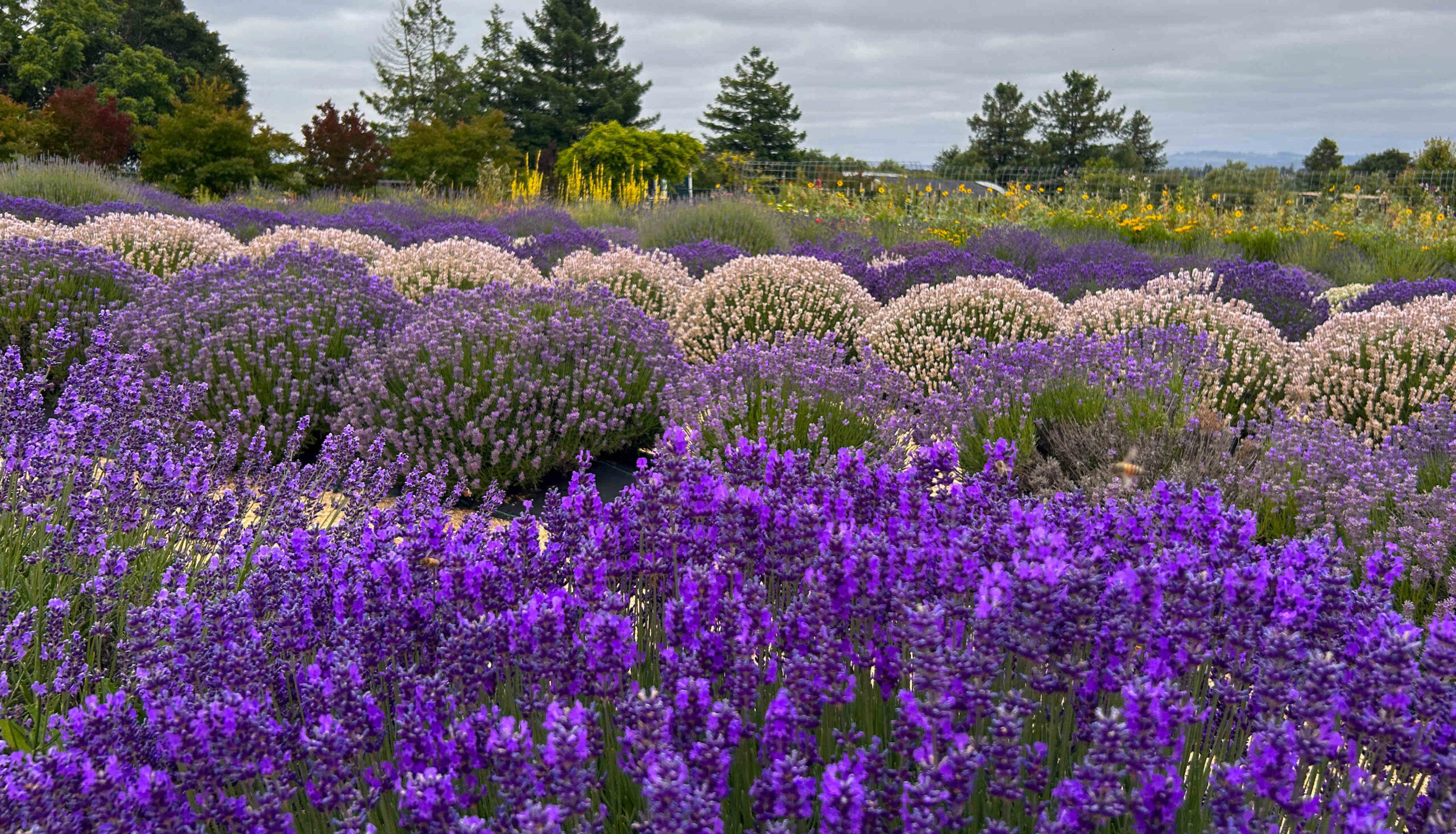 Image of Bouquet of lavender butterfly giant summer flowers